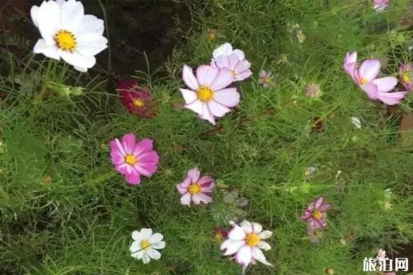 昆明哪里菊花最好看 昆明哪里菊花最好看