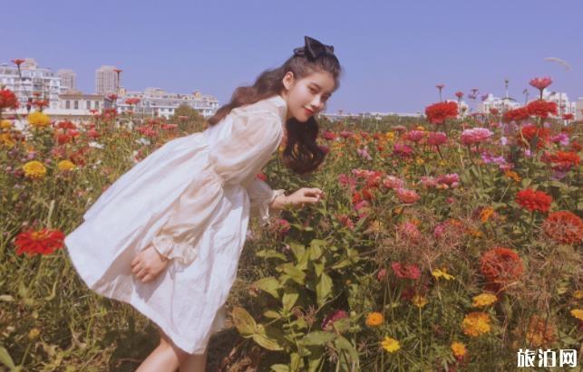 华农波斯菊在哪里 华农看菊花什么时候最好