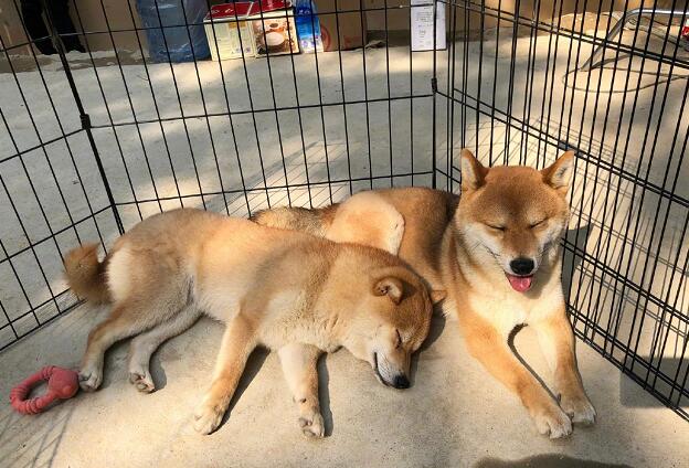 向往的生活定档在什么时候 向往的生活定档阵容有哪些
