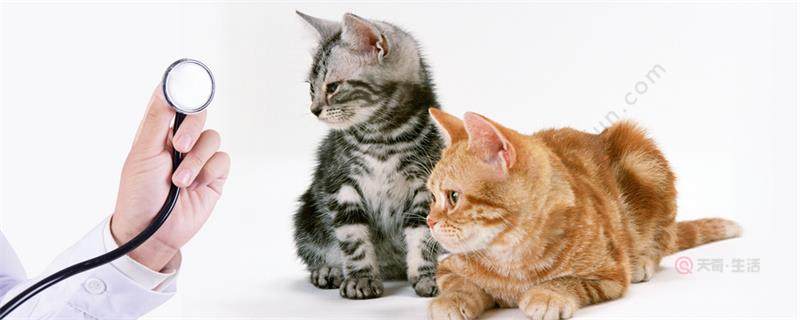 小猫吃什么