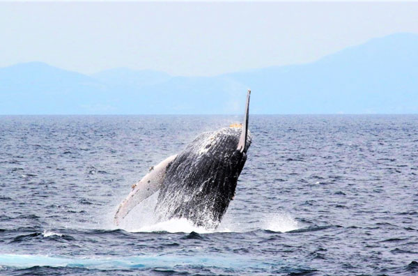 冲绳什么时候去最好 冲绳的樱花什么时候开