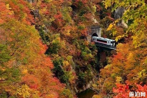 2019日本红叶预测图+观赏地点推荐