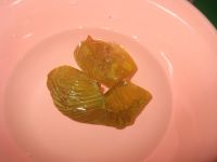 鸡内金太子参瘦肉汤的做法步骤6