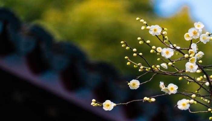 中国的国花是什么  中国有什么国花