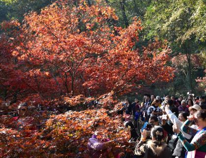 美美美！长沙岳麓山枫叶迎观赏期 游客扎堆