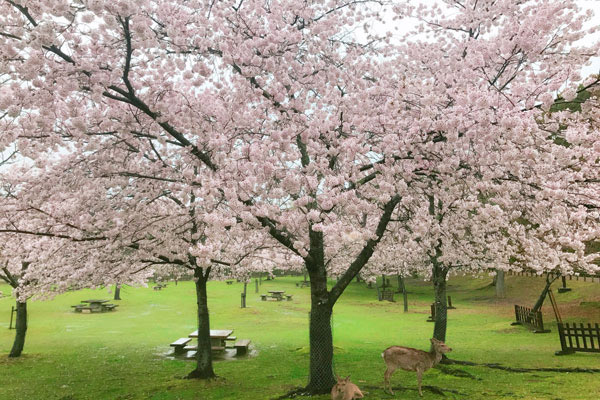 日本最值得旅游的城市 日本好玩的旅游城市