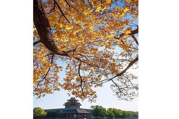 故宫国庆会开放吗 故宫暂停开放时间9月21日至10月1日