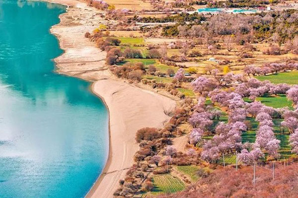 林芝桃花好看吗 林芝看桃花最佳时间