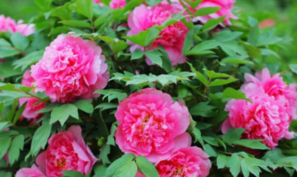 2020年洛阳五一天气预报 五一劳动节洛阳有没有雨？