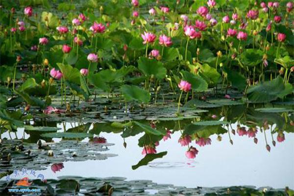 张掖湿地公园门票信息 张掖湿地公园门票信息