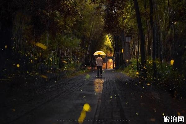 杭州哪里可以看萤火虫