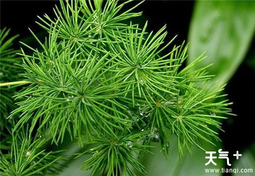 客厅适合摆放什么植物？6种客厅招财的植物