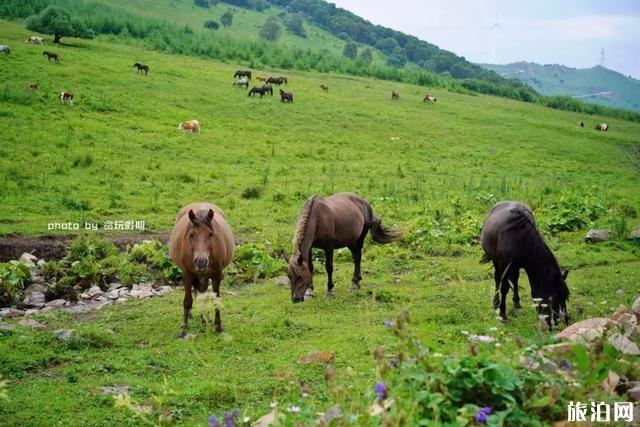 北京到柳树沟森林公园自驾攻略 北京到柳树沟森林公园自驾攻略