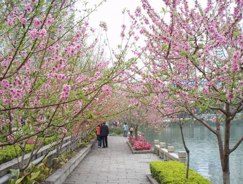 福州哪里有桃花