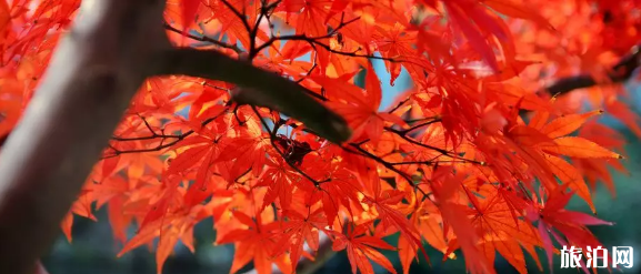 济南哪里的红叶最好 济南红叶观赏指南（门票+地址+交通）