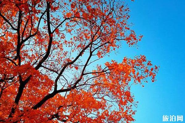 香山红叶几月份最好看+观赏地点推荐