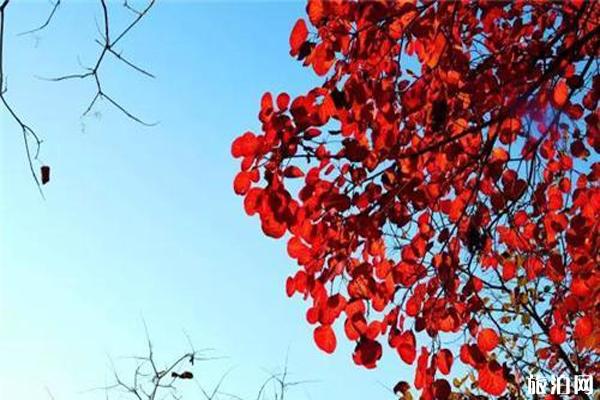 2019禹州大鸿寨红叶节时间 2019禹州大鸿寨红叶节门票价格+地点+交通+介绍