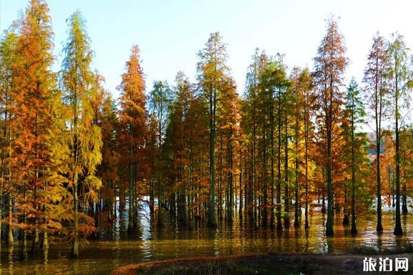 南京止马岭的秋天景点介绍