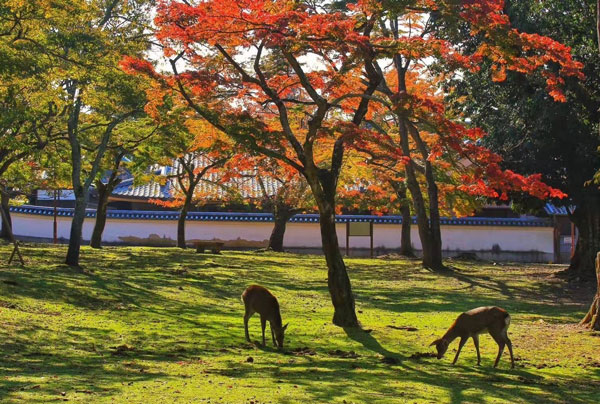 奈良公园旅游攻略 奈良公园游玩攻略