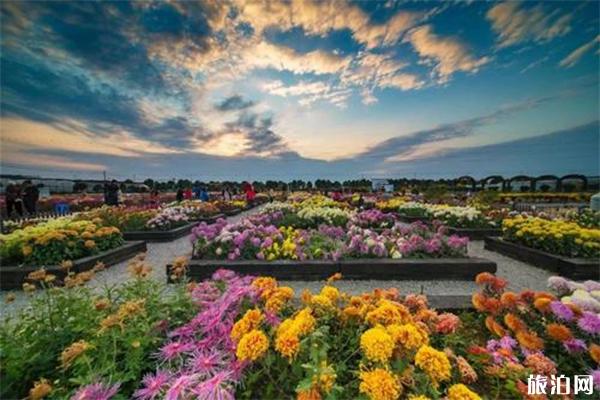 南京农业大学花卉基地在哪里 赏花门票+最近菊花展信息