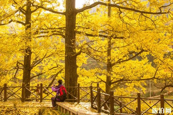 2019贵州妥乐银杏村门票价格+景点介绍 2019贵州妥乐银杏村门票价格+景点介绍