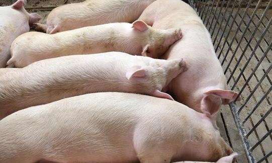 猪肉价格一个月每公斤涨近7元 网友：这猪肉要涨到啥时候