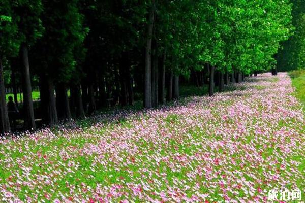 南京秋天赏花的地方有哪些