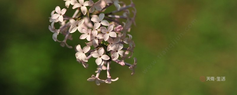 丁香花花语