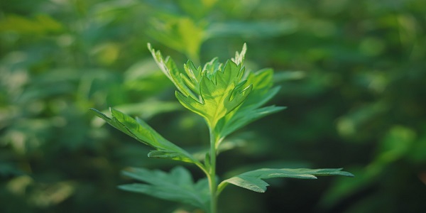 熏艾草有什么作用 艾叶熏蒸的好处
