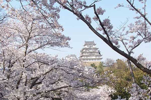 武汉大学云赏樱开始了吗 武汉大学云赏樱通道