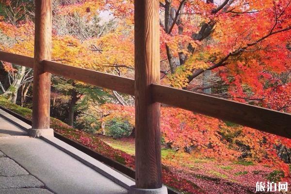 2019日本京都赏枫叶景点推荐+最佳时间