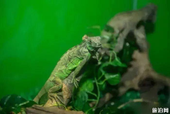 2019重庆幻太奇海洋馆八月优惠活动+游乐项目 2019重庆幻太奇海洋馆八月优惠活动+游乐项目