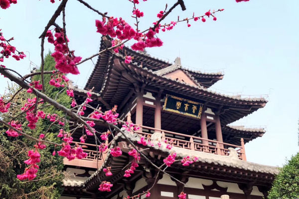 青龙寺樱花什么时候开 西安青龙寺要门票吗