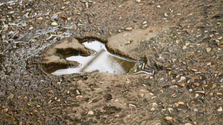 浙江兰溪八仙遗迹真的是恐龙的足迹吗
