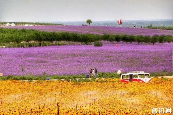 宁夏艾伊薰衣草生态庄园门票多少钱