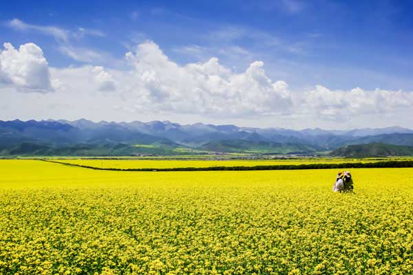 门源油菜花需要门票吗 门源油菜花交通指南