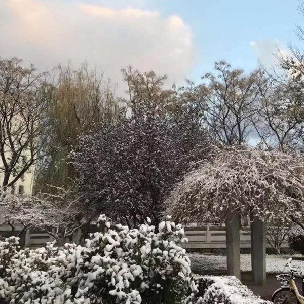 美不胜收！山东威海迎下半年初雪 雪花飞舞显冬意