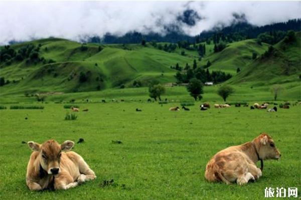 巩乃斯景区自驾游攻略 景区适合露营吗 巩乃斯景区自驾游攻略 景区适合露营吗