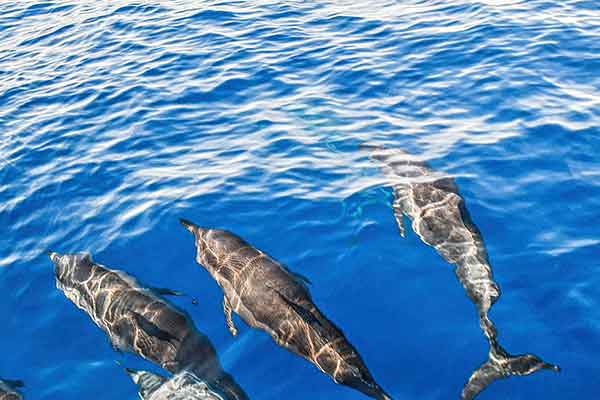 杜马盖地旅游攻略 杜马盖地自由行攻略