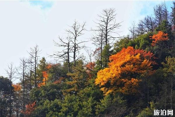 青川唐家河红叶节几月份 附2019年唐家河红叶节10月25日开幕信息