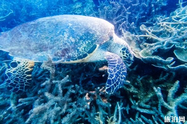 马来西亚刁曼岛OW水肺潜水攻略