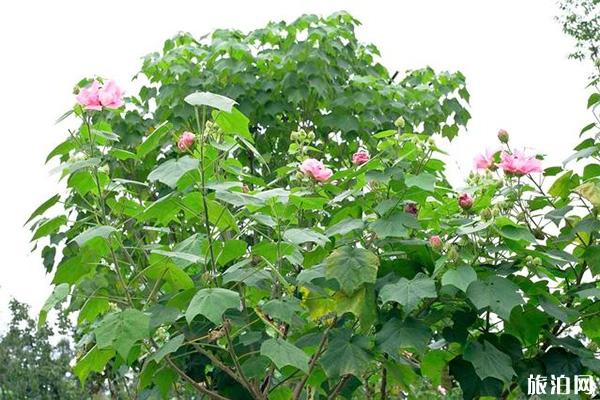 2019成都天府芙蓉园芙蓉花节9月28日至10月28日开展