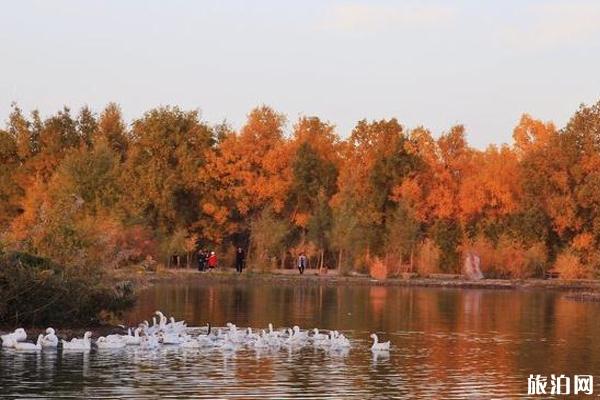 2019金塔沙漠胡杨林景区门票多少钱+游玩攻略 2019金塔沙漠胡杨林景区门票多少钱+游玩攻略