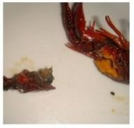 麻辣小龙虾的做法步骤3