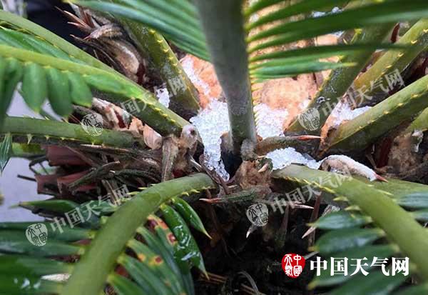 福建同安出现“落米雪” 南平三明等最低温将降至-2℃以下