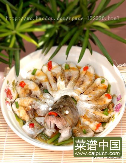孔雀开屏鱼