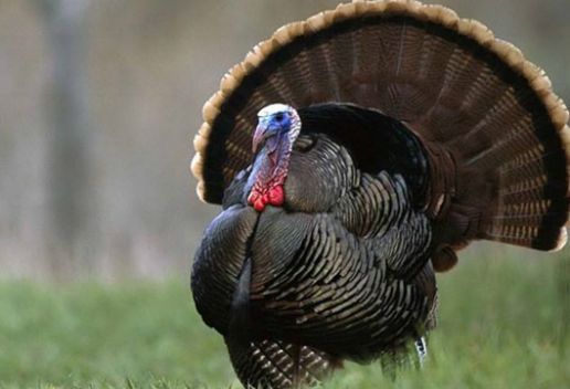 新疆塔城知名特产有哪些 适合带回家的塔城特产推荐