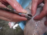 自制卤鹅的做法步骤2