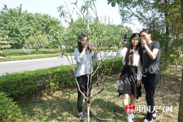 广东德庆：气温偏高致桃花反季开放