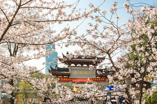 2019鸡鸣寺樱花什么时候开 南京鸡鸣寺门票多少钱